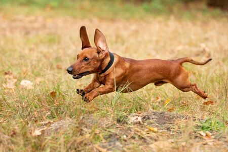 Dog Dachshund in a park, autumn colors.の写真素材