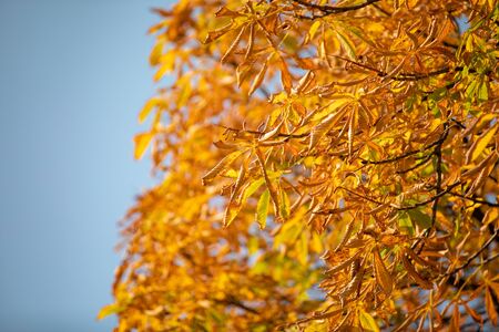 Yellow chestnut leaves on the tree.の写真素材