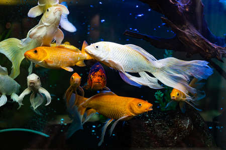 Colorful aquarium, showing different colorful fishes swimmingの写真素材