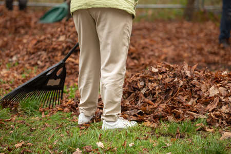 Autumn yellow leaves on a green lawn in the garden. Cleaning the garden from fallen yellow autumn leaves. harvesting leaves in the garden. Pile of fall leaves with fan rake on lawn.の写真素材