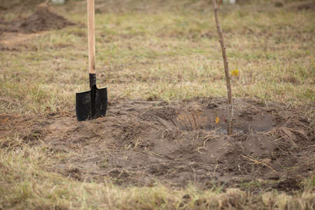 sapling tree ready for planting in the city park, concept of landscaping of the territory. eco tourism. greening the planetの写真素材