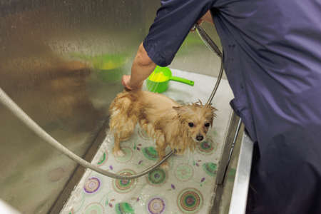 cropped skilled groomer carefully wash the dog in bath, before grooming procedure. little puppy...