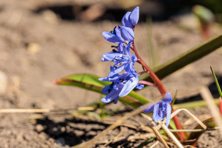 purple spring flower growing in the gardenの写真素材