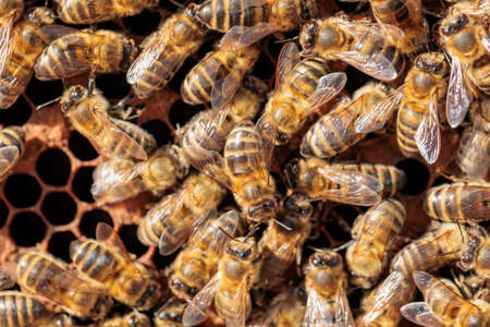Bees working on honey cells. close up. World Bee Day.