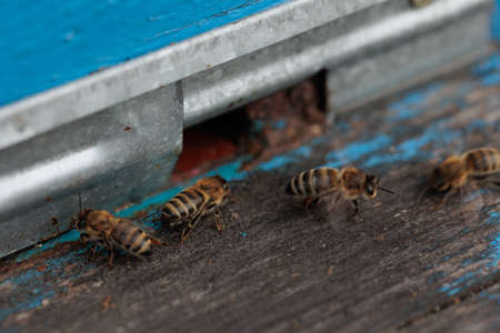 detailed view of working bees in a bee hive. Wooden beehive and bees. bees flying back in hive after...
