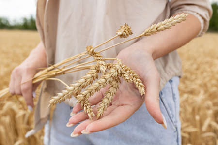 Ripe ears wheat in woman hands against a background of wheat fieldの写真素材