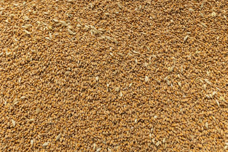 Pile of fresh Wheat grain background texture. image of wheat grain. Wheat wallpaper, pattern concept...