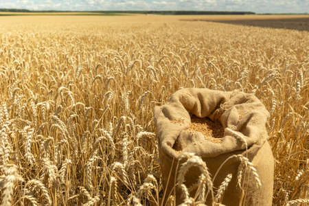 Harvest, close up of farmer's hands holding wheat grains against the background of grainの写真素材