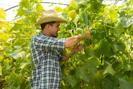 farmer man in a hat standing proud in front of garden landscape holding wooden box and a shovel - agriculture. farmer preparing to harvestの写真素材