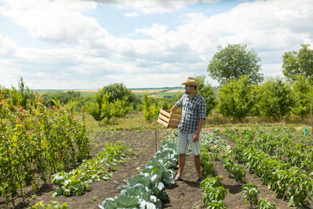 farmer man in a hat standing proud in front of garden landscape holding wooden box and a shovel - agriculture. farmer preparing to harvestの写真素材
