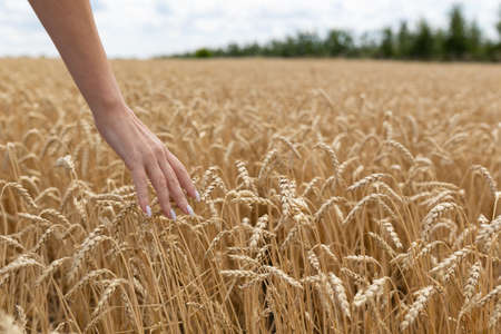 country, nature, summer holidays, agriculture and people concept - close up of young woman hand...