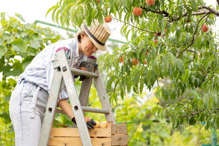 Portrait of smiling woman farmer with wooden box of freshly harvested ripe peachesの写真素材