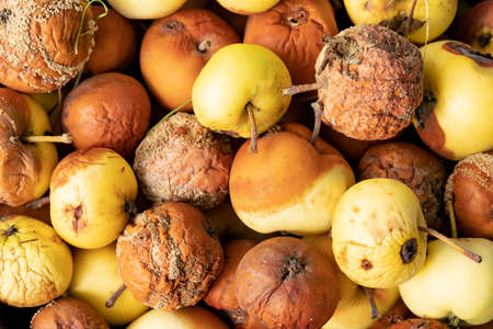 Last year rotten apples, pecked birds. close-up backgroundの写真素材