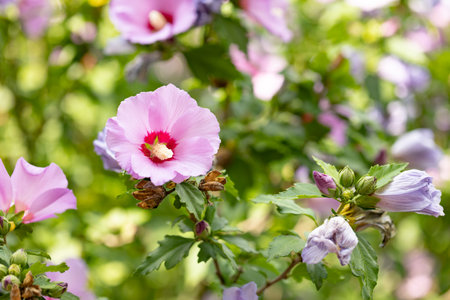 Pink hibiscus or pink mallow flower. Hibiscus flower Rosa Sinensis with creamy pink petals and burgundy center. pink flowers in the gardenの写真素材