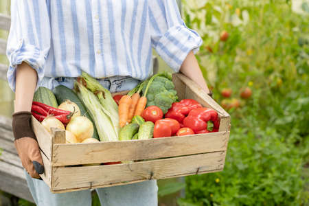Farmer woman holding wooden box full of fresh raw vegetables in his hands. Basket with vegetables in the hands.の写真素材