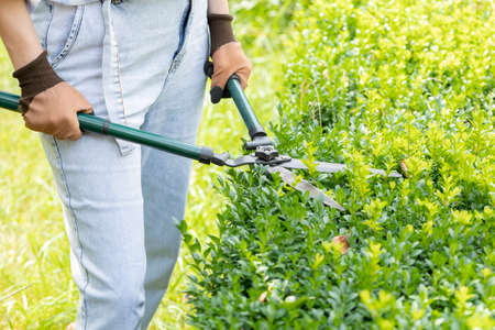 A woman cuts branches from a boxwood Bush with a garden pruner. Spring work in the garden.