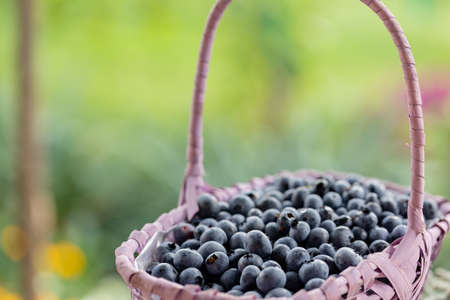 blueberry. Fresh berries with leaves in a basket in a garden. Harvesting blueberriesの写真素材