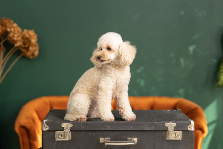 Portrait of Toy Poodle sits on retro vintage suitcaseの写真素材