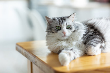 Cute cat lying on wooden table in living roomの写真素材