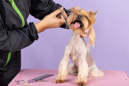 Groomer cuts the muzzle of a Yorkshire Terrier. The dog stands still pink background. animal care conceptの写真素材