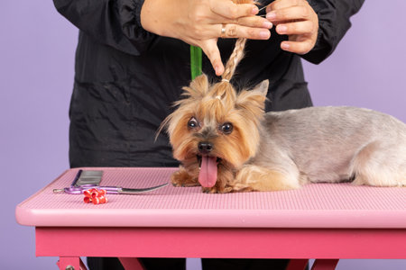 Pet groomer braids yorkshire terriers fur on head at professional grooming studio in vet clinic. Animal stylist treats little purebred dog. pink backgroundの写真素材