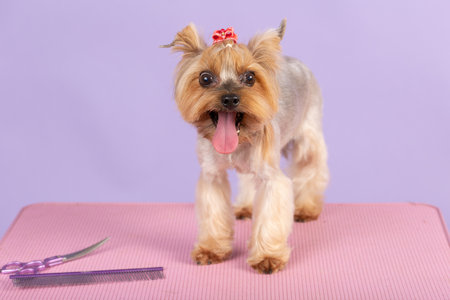 Portrait of Beautiful yorkshire terrier with grooming items - scissors and comb. pink and lilac backgroundの写真素材