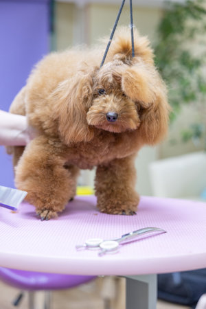 poodle hairstyle. The girl is combining the dog. pet grooming. Animal on a groomer salon background. animal care conceptの写真素材
