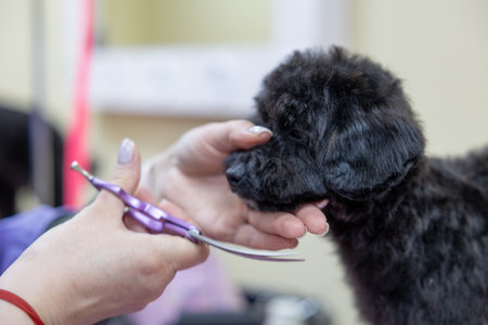 Close up of adorable fluffy dog getting its fur cut by professional dog groomer. a groomer cuts a poodle's face. animal care conceptの写真素材