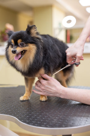 The concept of popularizing grooming haircuts and caring for dogs. model haircut of a dog's hair with special scissors view with muzzle close. Animal Salonの写真素材