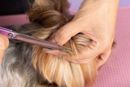 Close-up of metal scissors and dog's fur on the head. The veterinarian cuts off excess hair from the animal. Concept of pet care and grooming for dogs.の写真素材