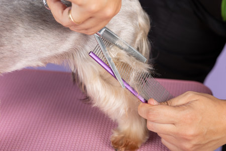 professional groomer cuts long-haried dog paws, animal foot care cutting fur. Groomer grooming a Yorkshire terrier by scissors and combの写真素材