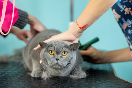 two groomers holding the cat in an lying position while combing the fur. professional pet careの写真素材