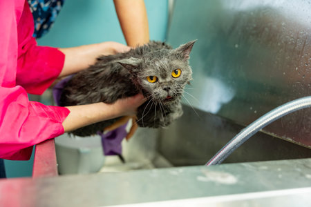 groomer washing Scottish cat in grooming salon. cat bathing. Professional Care of the pets.の写真素材