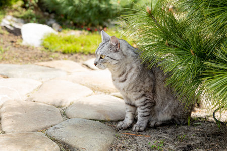 Gray cat sitting outdoor in the shade of a tree, back lit by evening sun