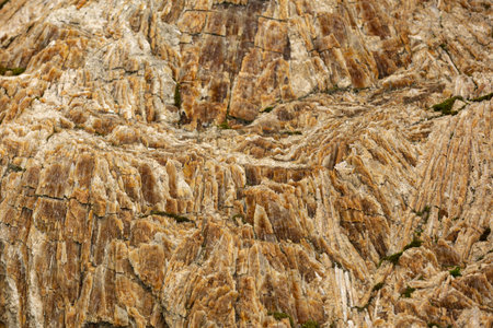 Background of A Tree's Fingerprint: Willow Bark texture close up in Selective Focus.