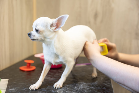white chi hua hua is combing by groomer in the grooming salon. animal care conceptの写真素材