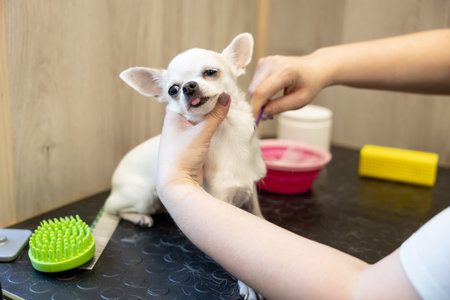 white chi hua hua is combing by groomer in the grooming salon. animal care conceptの写真素材
