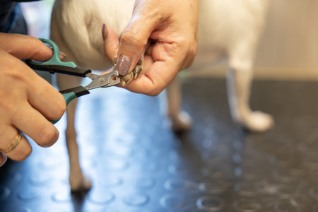 Cutting the dog's claws in veterinary medicine. Doctor groomer cutting little Chi hua hua's claws.の写真素材