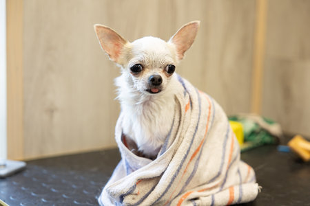 Cute hiote chihuahua in a towel after washing in the bathroom in a beauty grooming salon for dogs and cats. Grooming procedures for pets at home. A small dog has been washed and its fur is being driedの写真素材