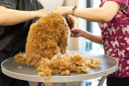 groomer cutting hairs of curly poodle dog by scissors in grooming salon. pet care concept.の写真素材