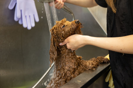 Brown poodle dog is groomed in salon. Female hands washing cute dog. Dog is wet and in shampoo. Concept of pet care and grooming for dogs.の写真素材
