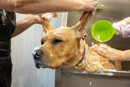 Female groomers gently washing Labradoodle dog with shampoo in bathroom at grooming salon. Concept of pet care and grooming for dogs.の写真素材