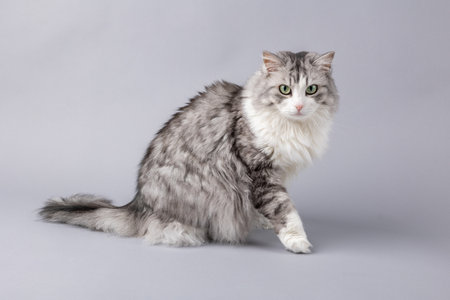 Norwegian Forest Cat sitting in front of grey backgroundの写真素材
