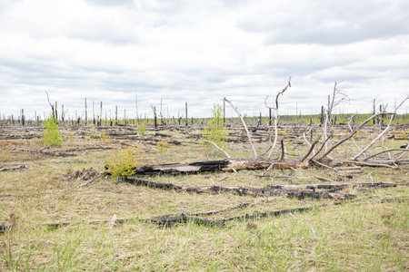 Wood cutting, burning wood, destroying the environment. Area of illegal deforestation of vegetation native to the forestの写真素材