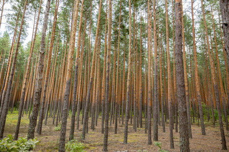 Beautiful deep forest scene. pine woodland. Forest wood background