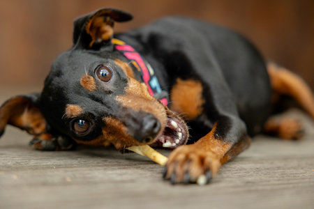 Black and tan Pinscher eats a treat outdoorの写真素材