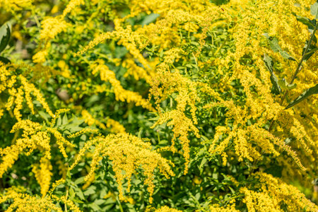 Field of Ambrosia or ragweed. Yellow wild flowering plant on ragweed bushes. Allergyの写真素材