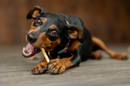 Black and tan dog eats a treat outdoorの写真素材