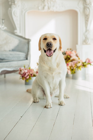 cute dog Labrador portrait in a studio shot.の写真素材