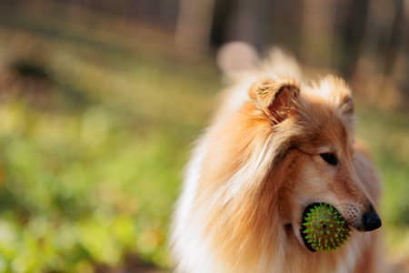 Adorable red-white rough Collie dog on a walk in the park with yellow fallen maple leaves in autumnの写真素材